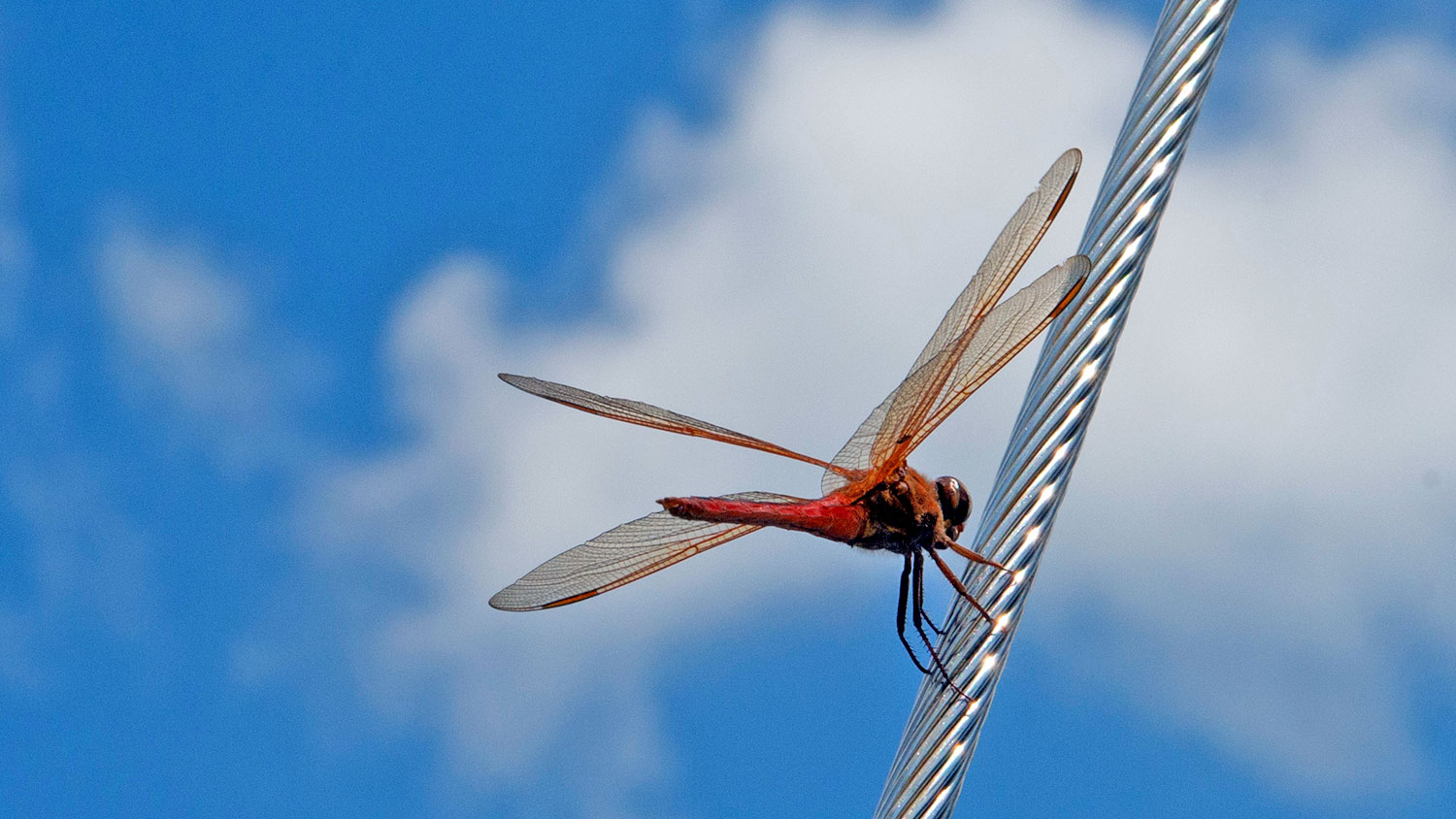 blauwasser_atlantikrunde_usa_libelle