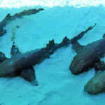 blauwasser_marina_bahamas_exumas_highborne_cay_ammenhaie