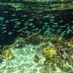 blauwasser_marina_bahamas_exumas_highborne_cay_schnorcheln