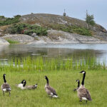 blauwasser_marina_schweden_ostschaeren_biskopsoen_tiere