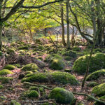 blauwasser_marina_schweden_suedkueste_hanoe_natur