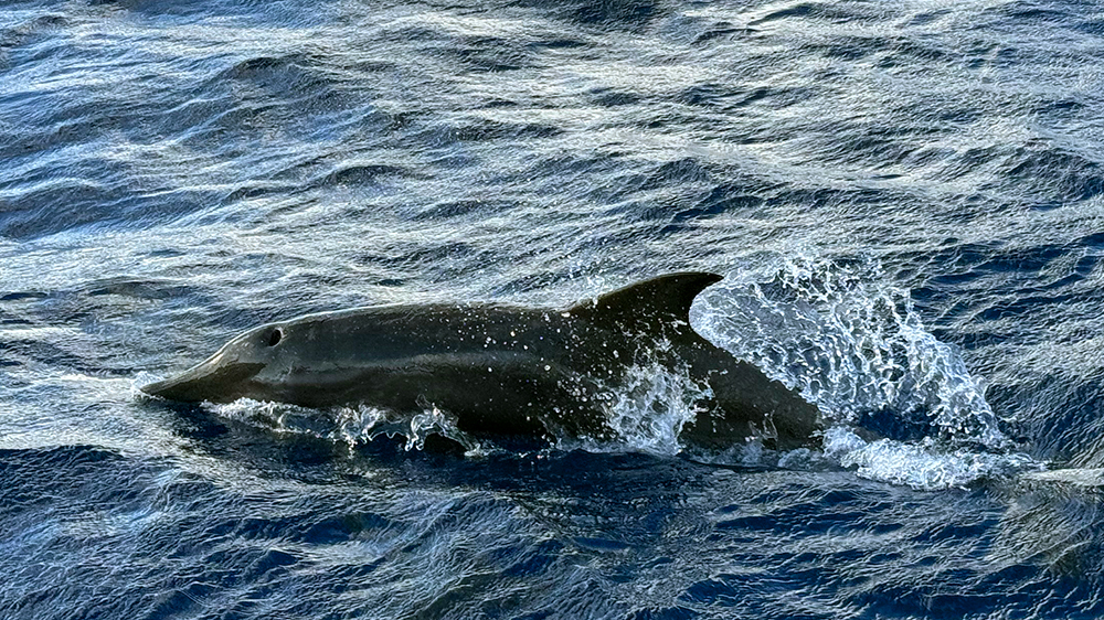 blauwasser_online_atlantiküberquerung_lagoon42_delfine