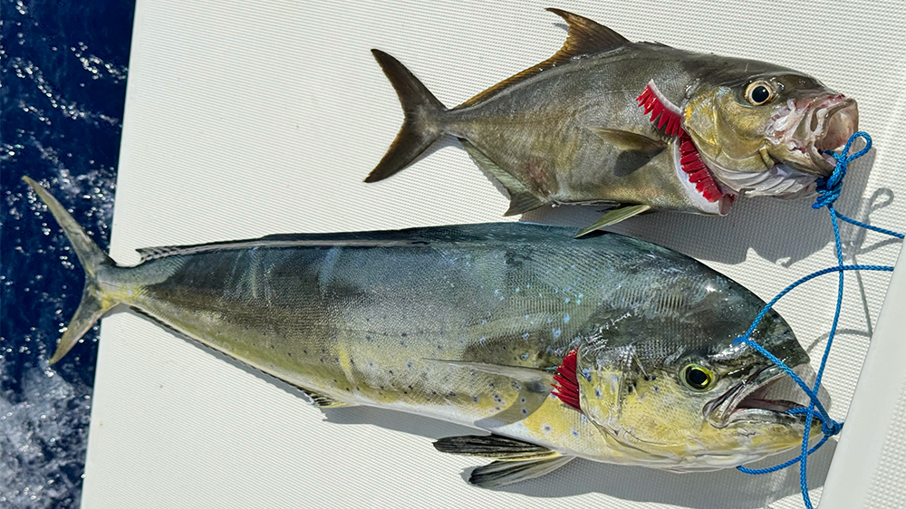 blauwasser_online_atlantiküberquerung_lagoon42_fische