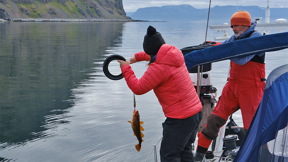 blauwasser_online_island_hornstrandir_fisch