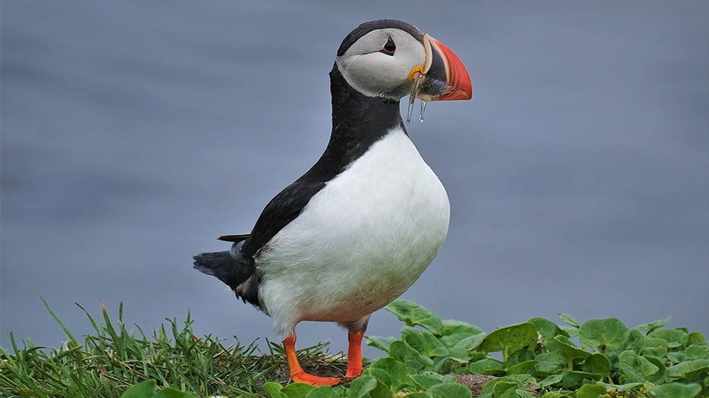 blauwasser_online_island_papageientaucher