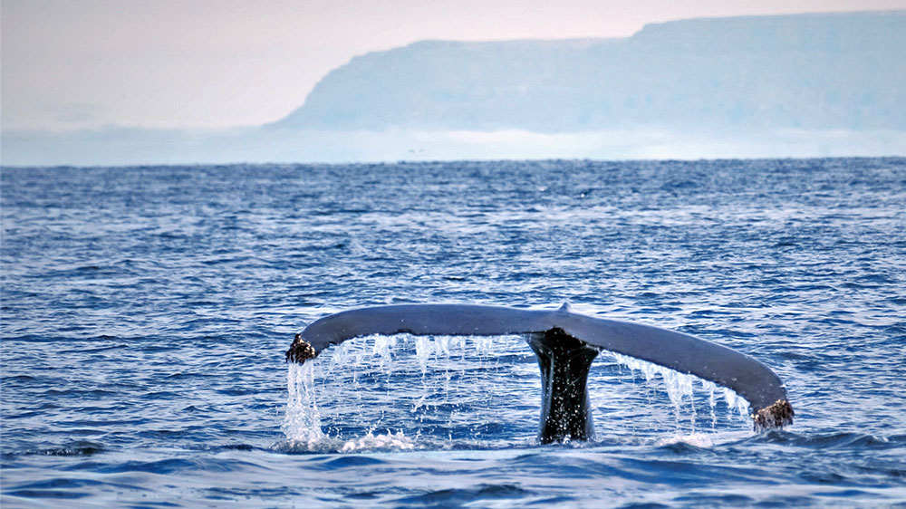 blauwasser_online_island_wal