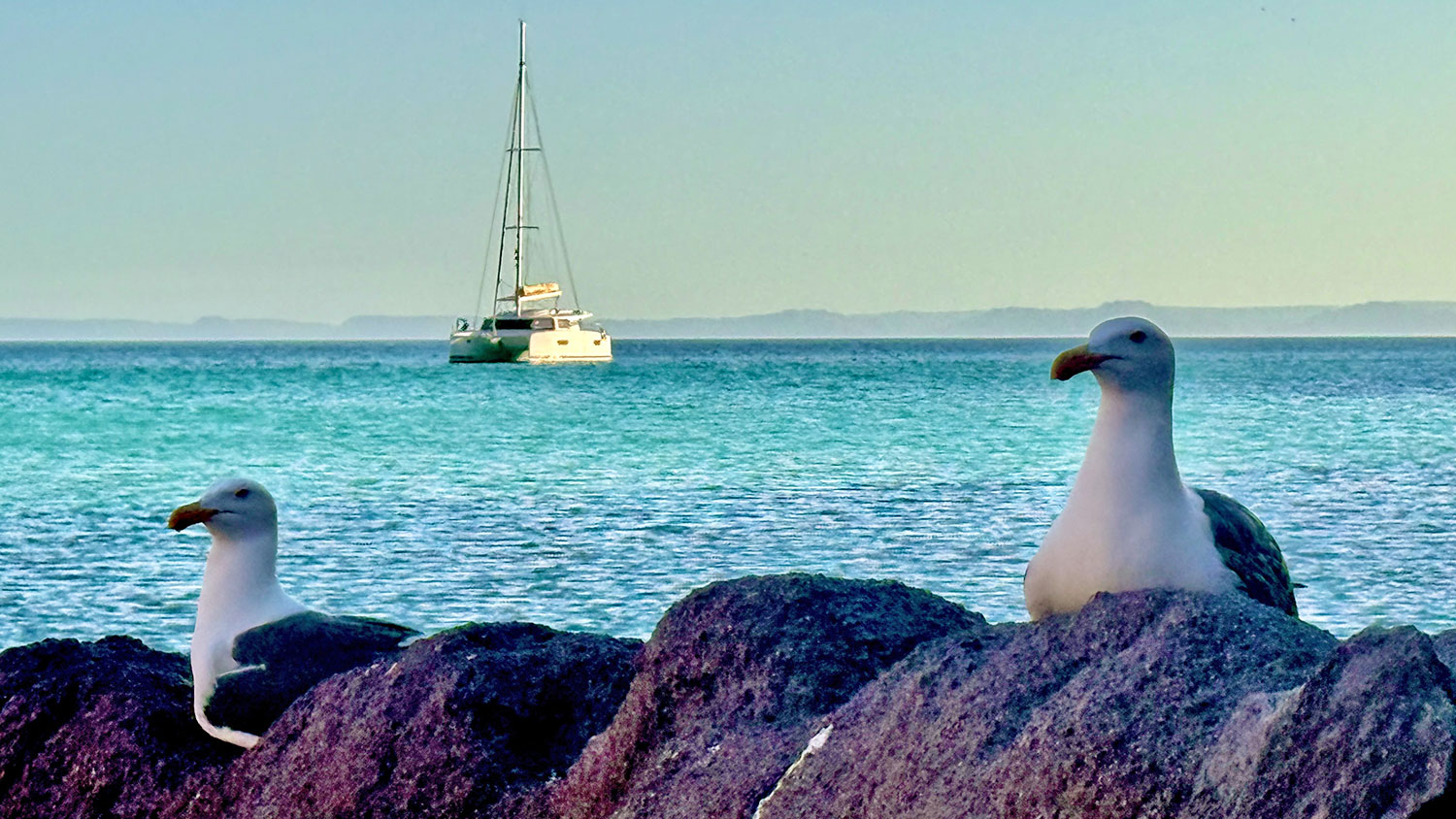 blauwasser_reviere_segeln_mexiko_la-paz_haustiere