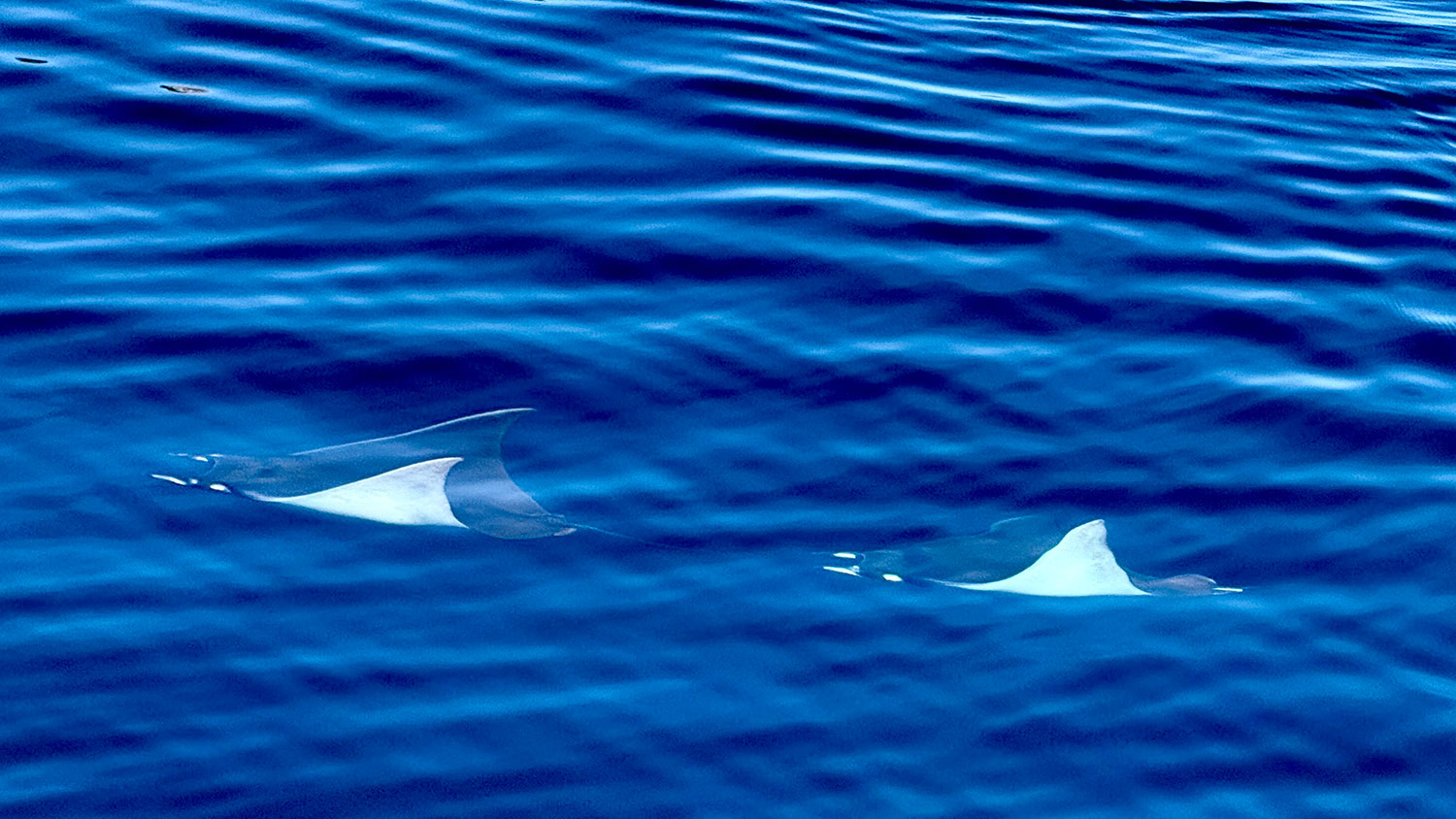 blauwasser_reviere_segeln_mexiko_la-paz_rochen